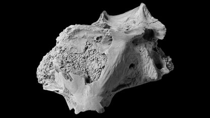 Worms scavenging the brain of a Miocene fossil stargazer produced the many hundreds of tiny fossilized fecal pellets seen here. This is the first skull known from the fossil record to have its braincase completely filled with fossilized poop.
