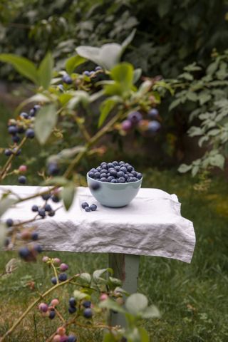 A blueberry bush in a garden with a bowl of freshly picked berries on a table