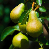 Bartlett Pear Tree | Available at Fast Growing Trees