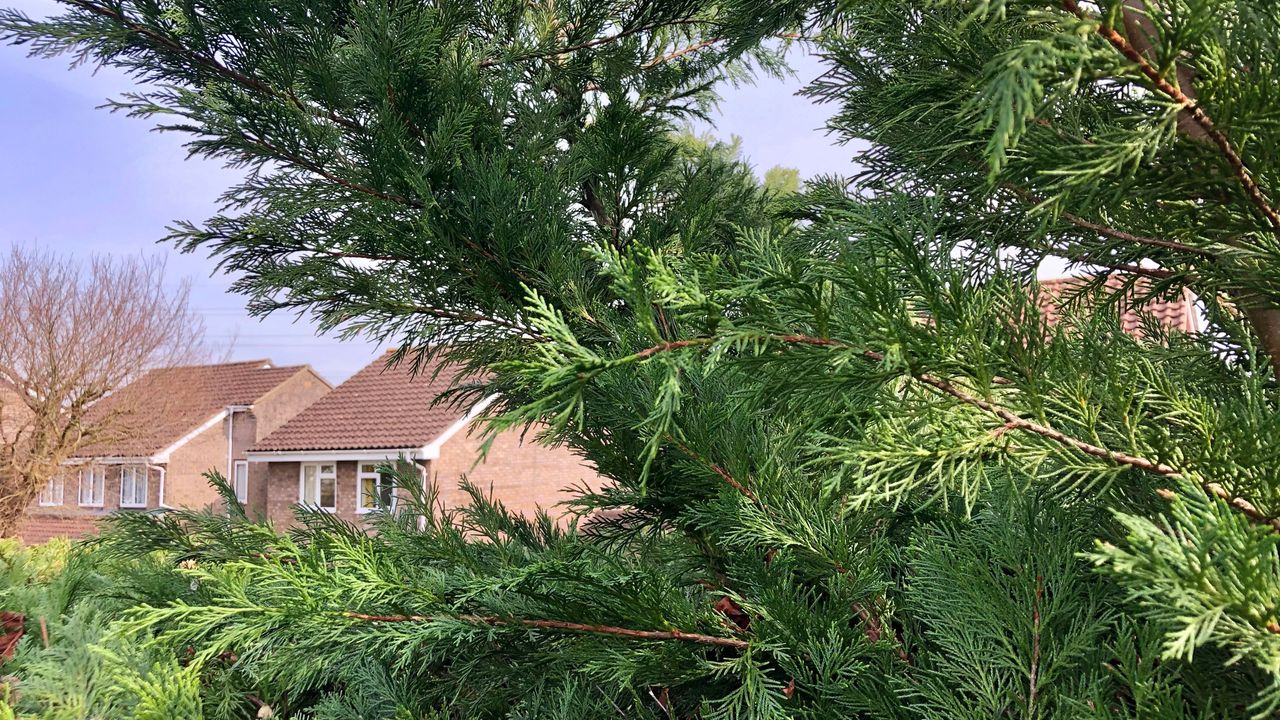 An overgrown leylandii hedge with houses visible in the background