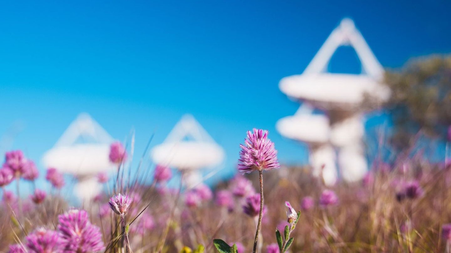 close up view of pink wildflowers and in the background out of focus are several antennas.