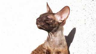 Cornish rex cat sitting against wall