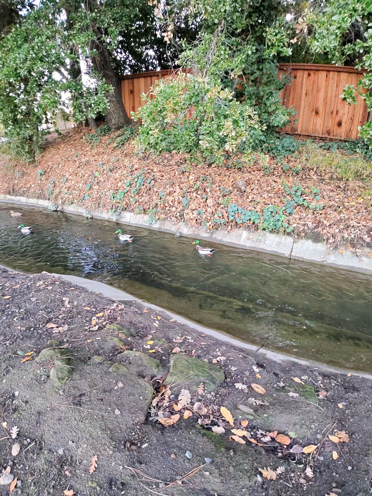 A photo taken with the Oakley Meta Vanguard smart glasses, showing ducks in a creek.