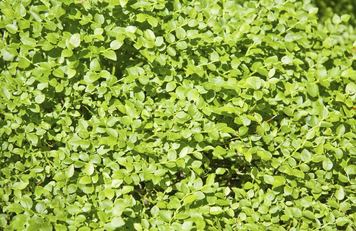 No Flowers On Blueberries What To Do For A Blueberry Bush Not