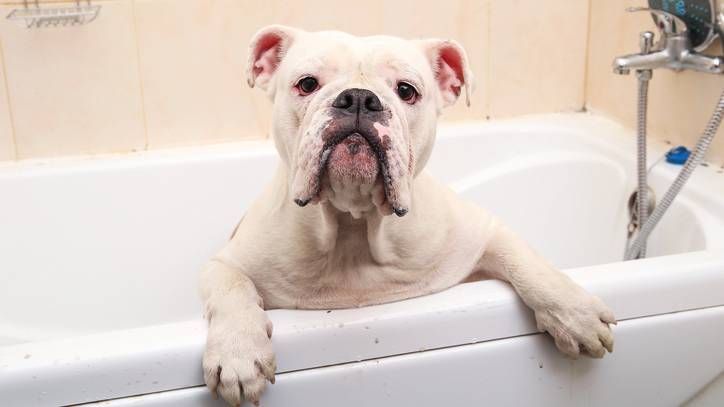 Why Do Dogs Baths 6 Tips To Calm, Why Does My Dog Lick The Bathtub