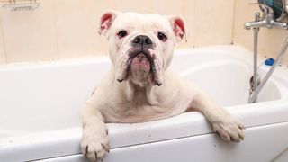 why do dogs hate baths?