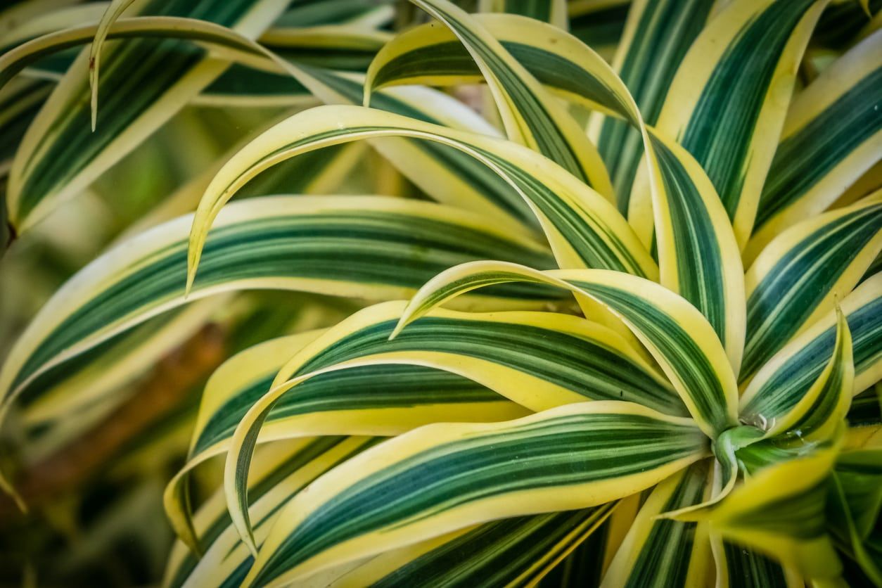 corn plant