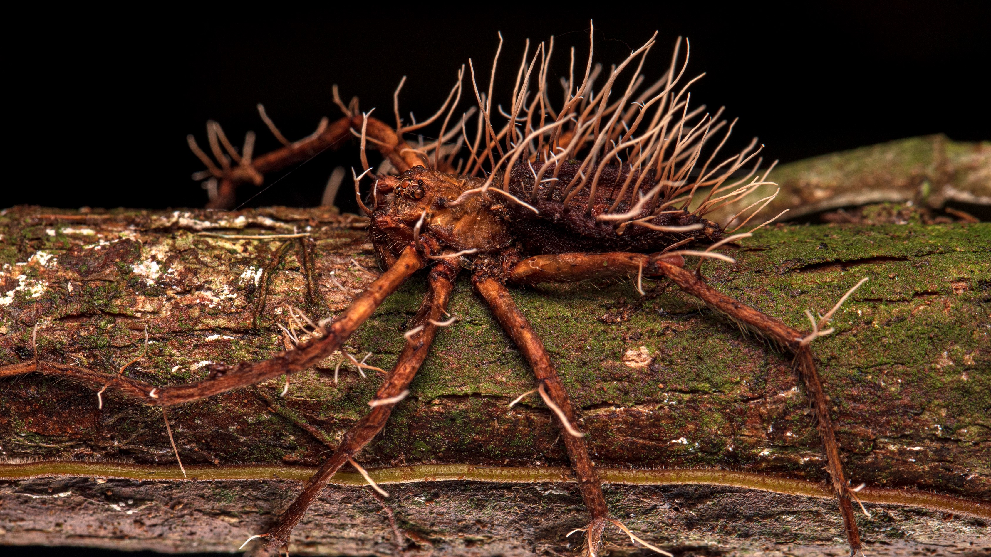 a spider on a piece of wood with a parasitic fungus bursting through its head, legs and body