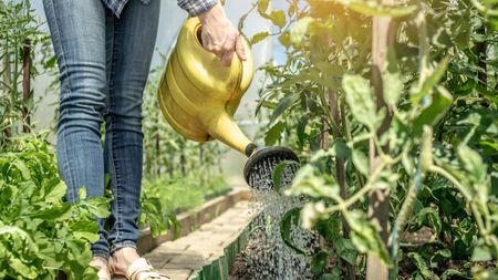 A gardener is watering tomato plants in a greenhouse with a watering can