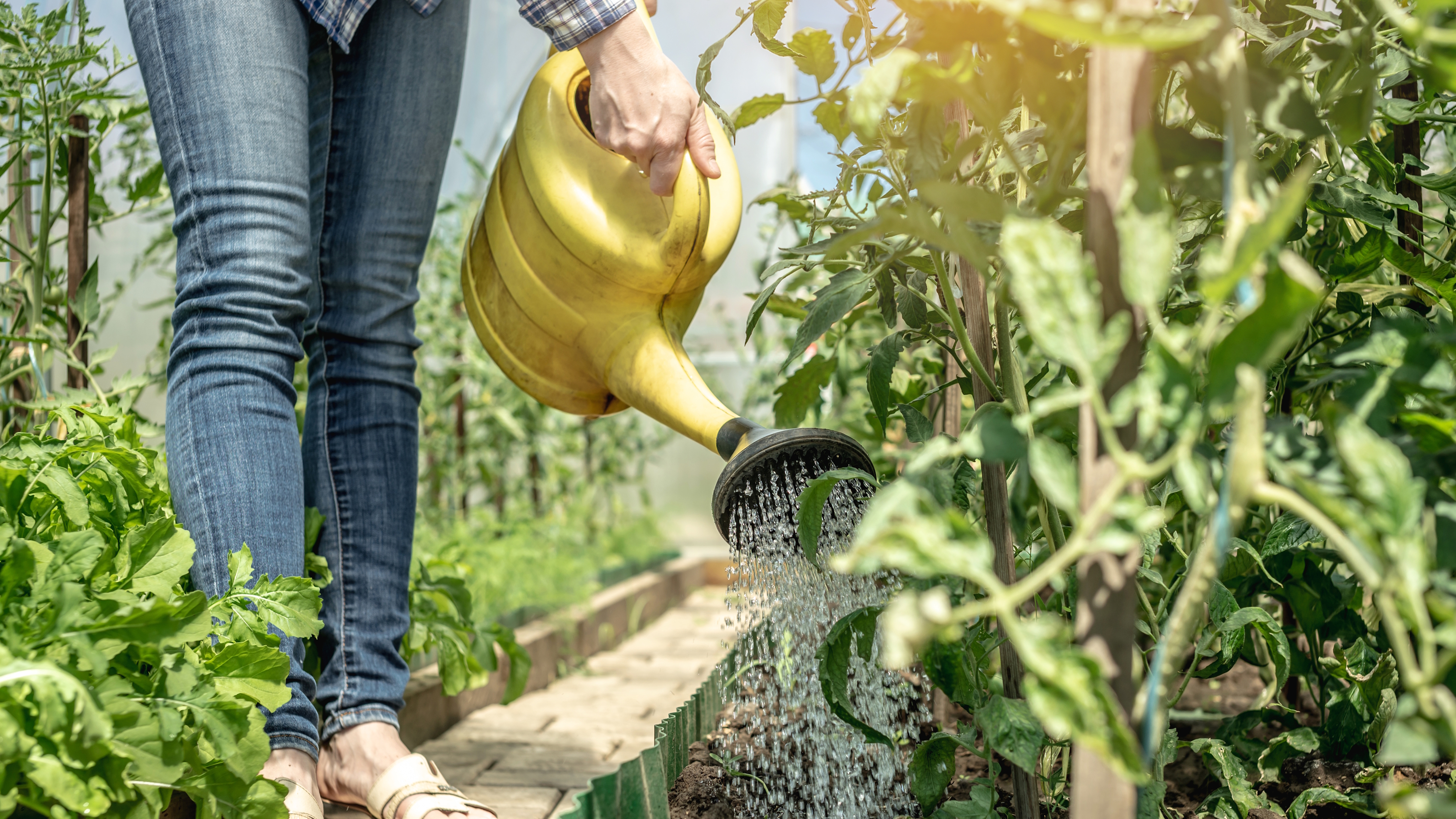 A gardener is watering tomato plants in a greenhouse with a watering can