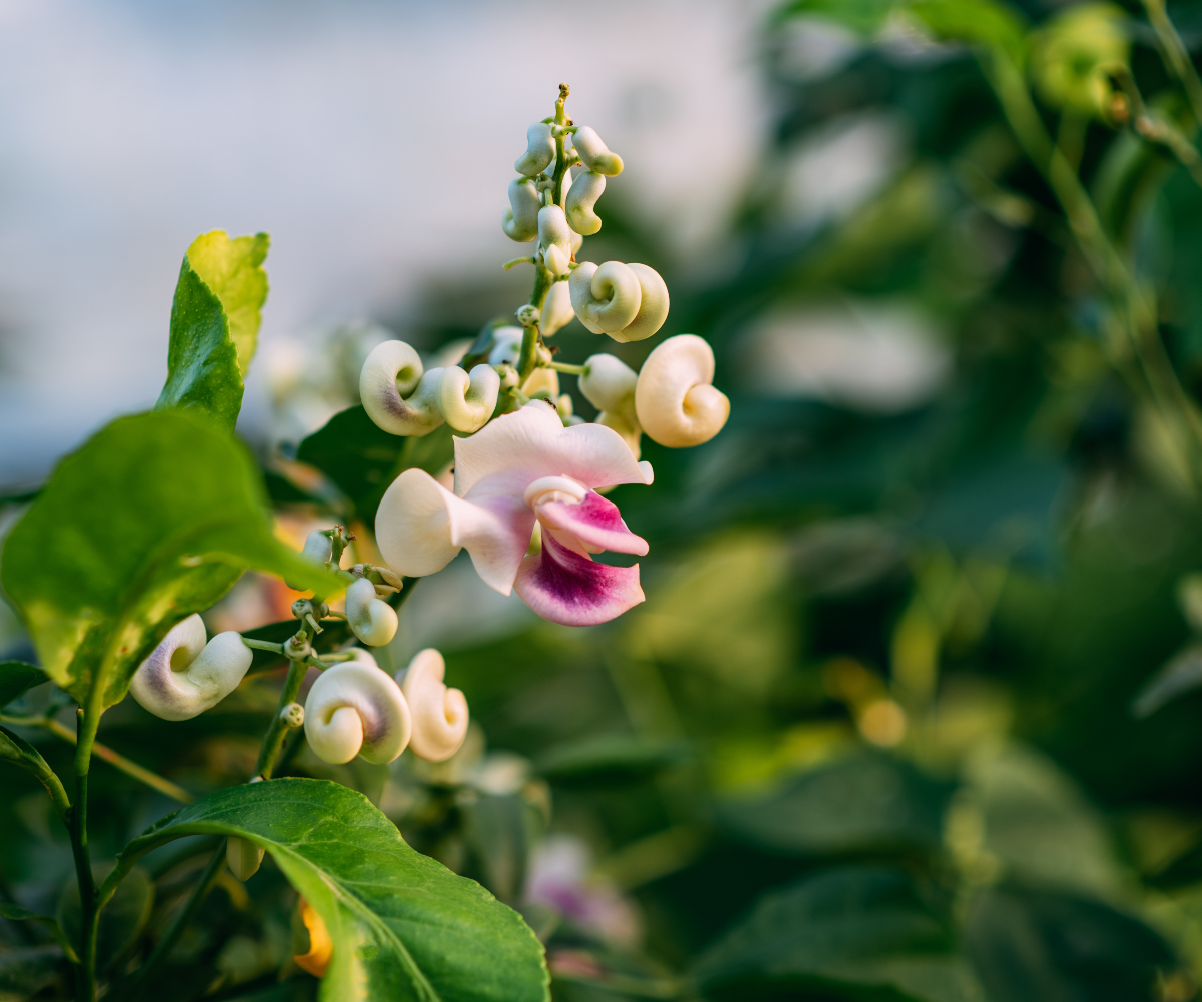 Corkscrew vine blooms