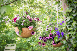 Potted plants hanging from tree in a rented garden