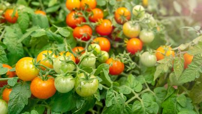 how to grow tomatoes