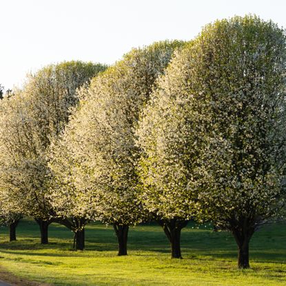 bradford pear trees lining driveway