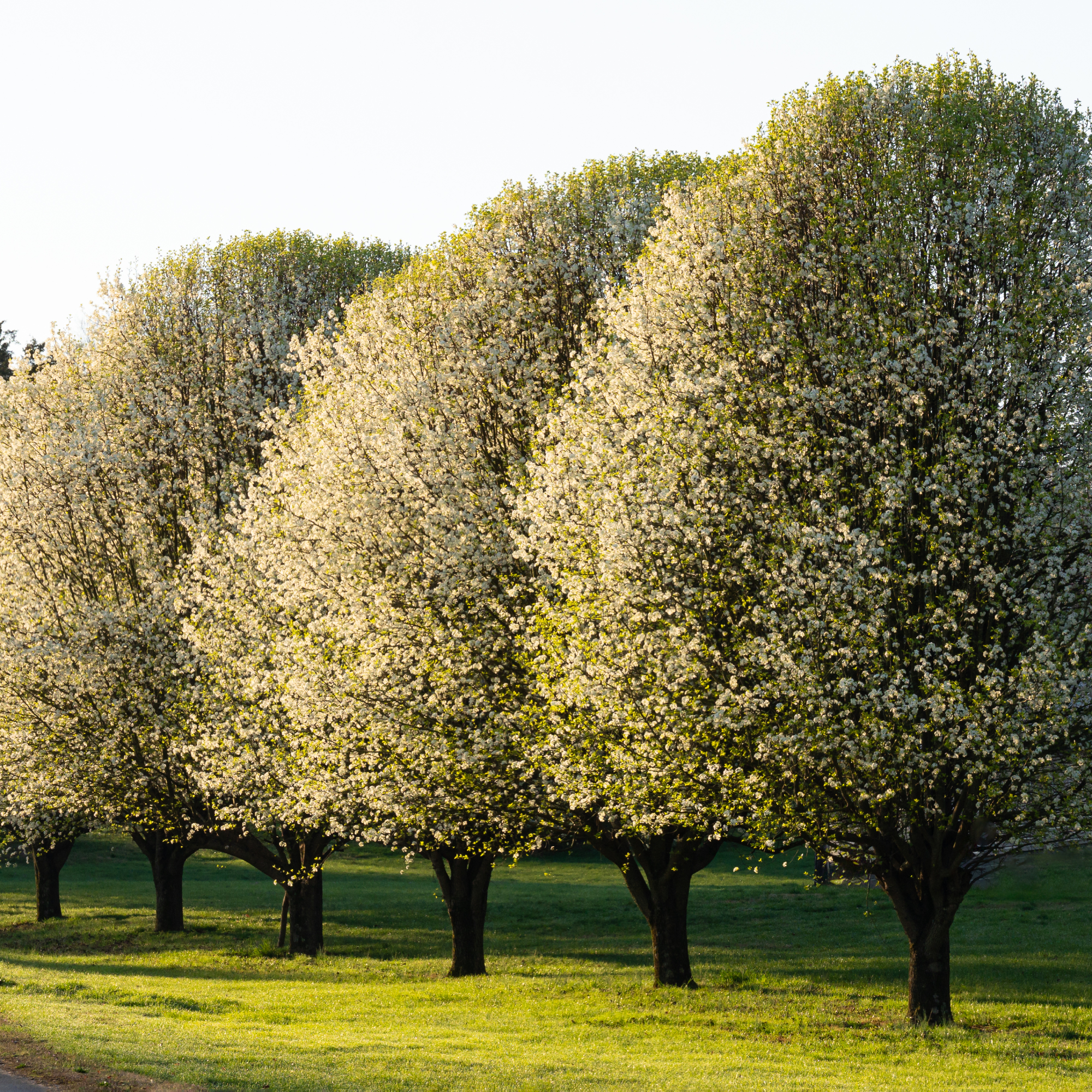 bradford pear trees lining driveway