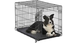 Dog in dog crate