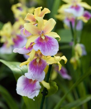 Miltonia Sunset Orchid