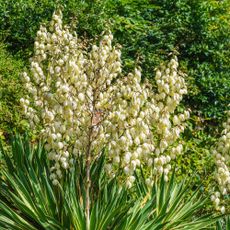 Yucca filamentosa plants with cream white flowers