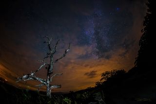 Old Tree Points at the Milky Way