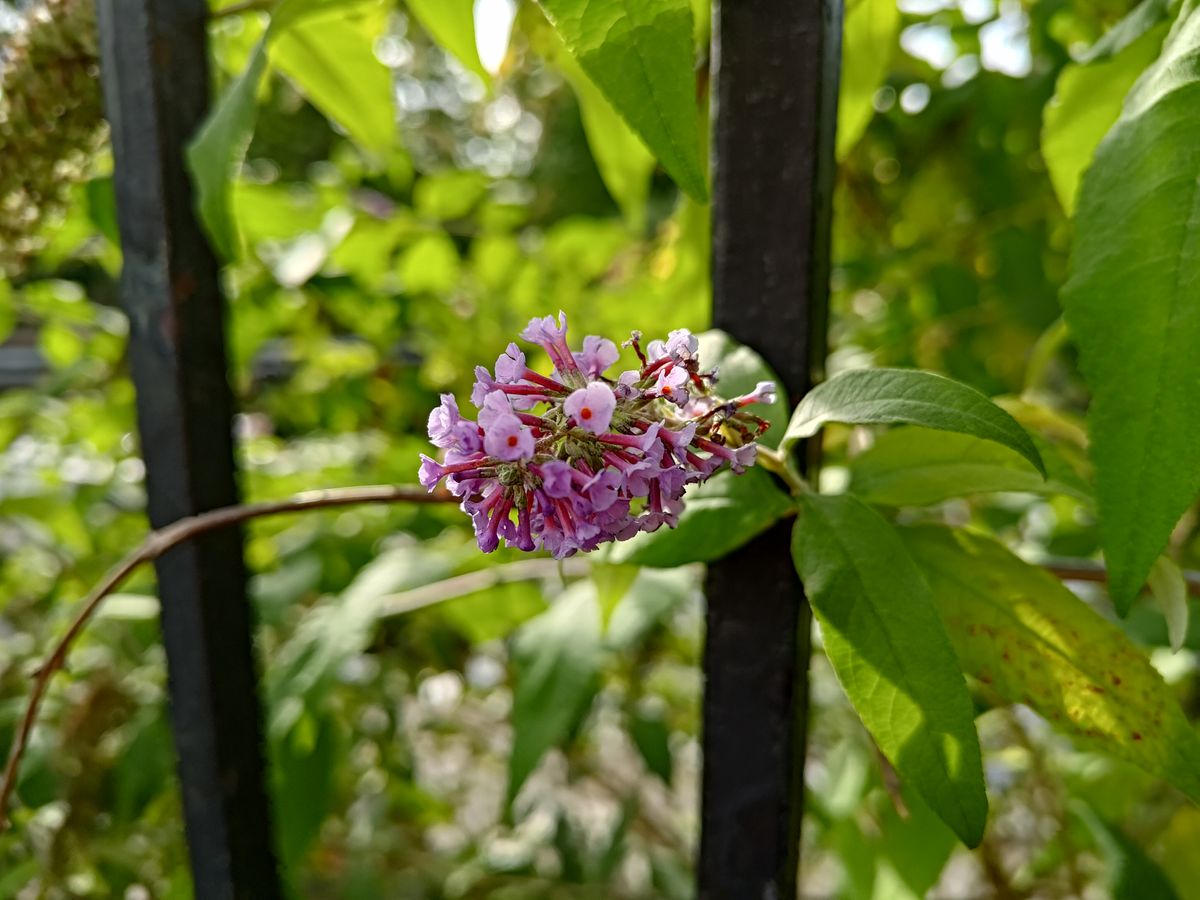 Asus Zenfone 9 camera sample