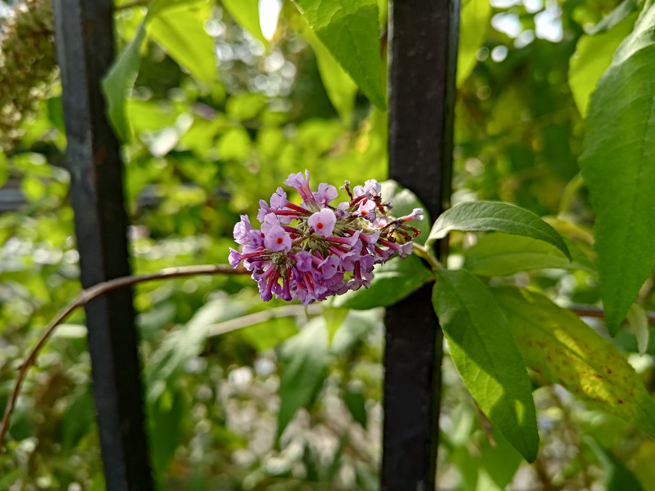 Asus Zenfone 9 camera sample