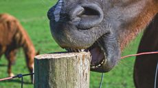 D6PC0B-alamy.jpg