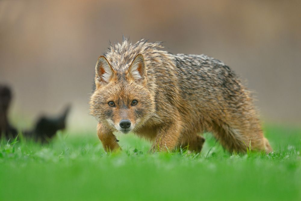 About | Jackals Live Facts Science