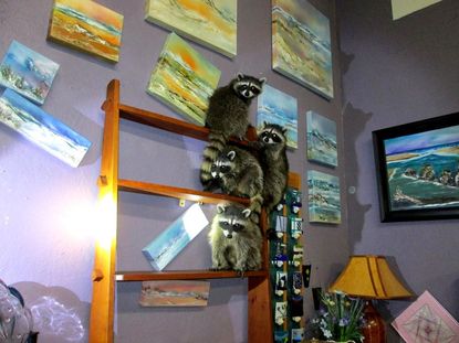 The raccoons caught in the act of vandalizing an art gallery.
