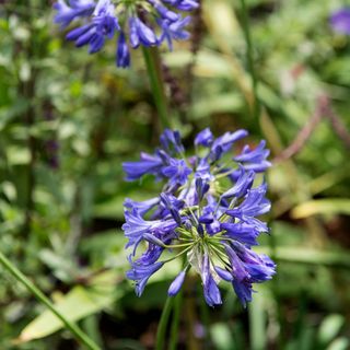 Blue agapanthus flowers growing in garden