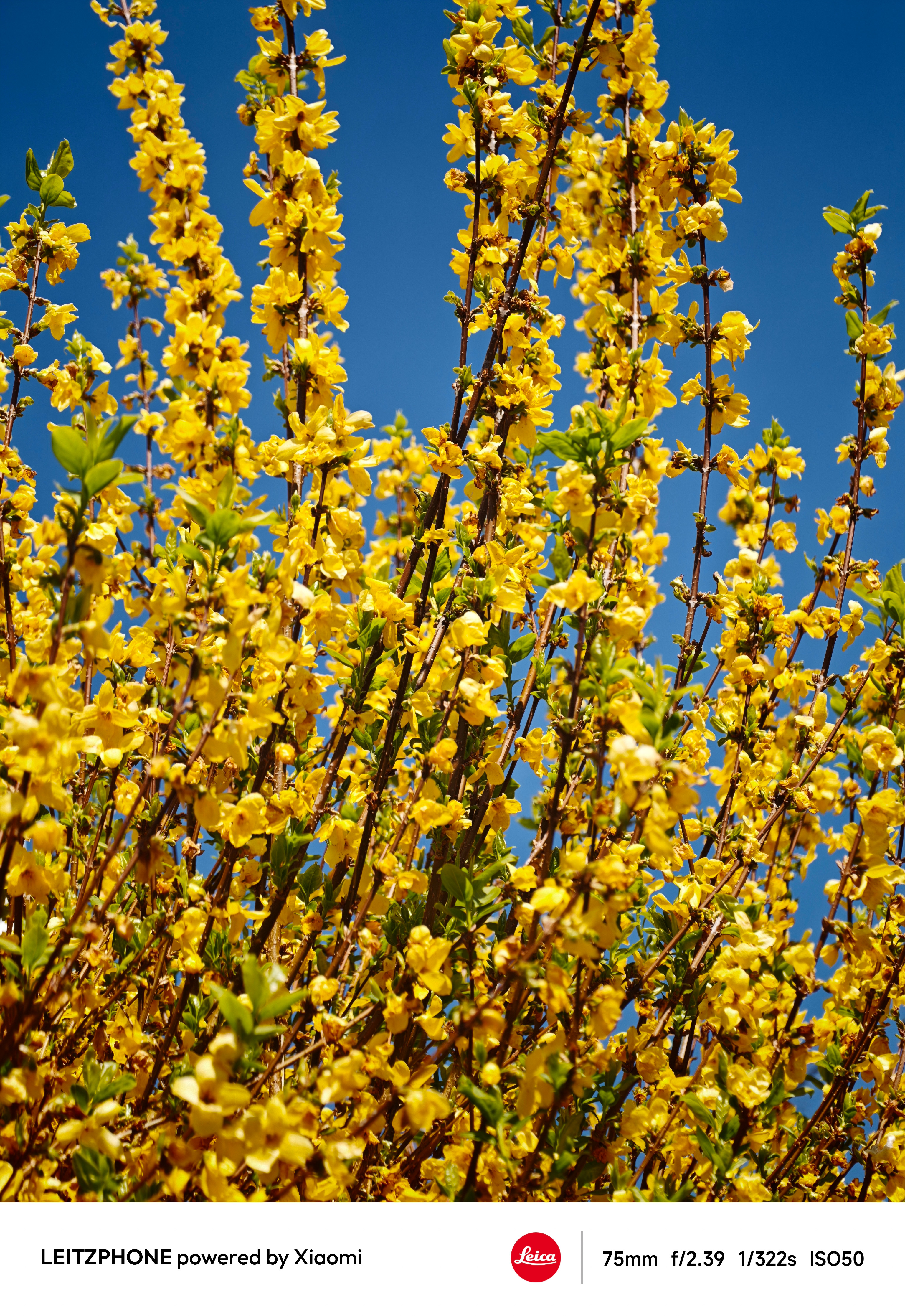 Yellow flowering bush against a deep blue sky