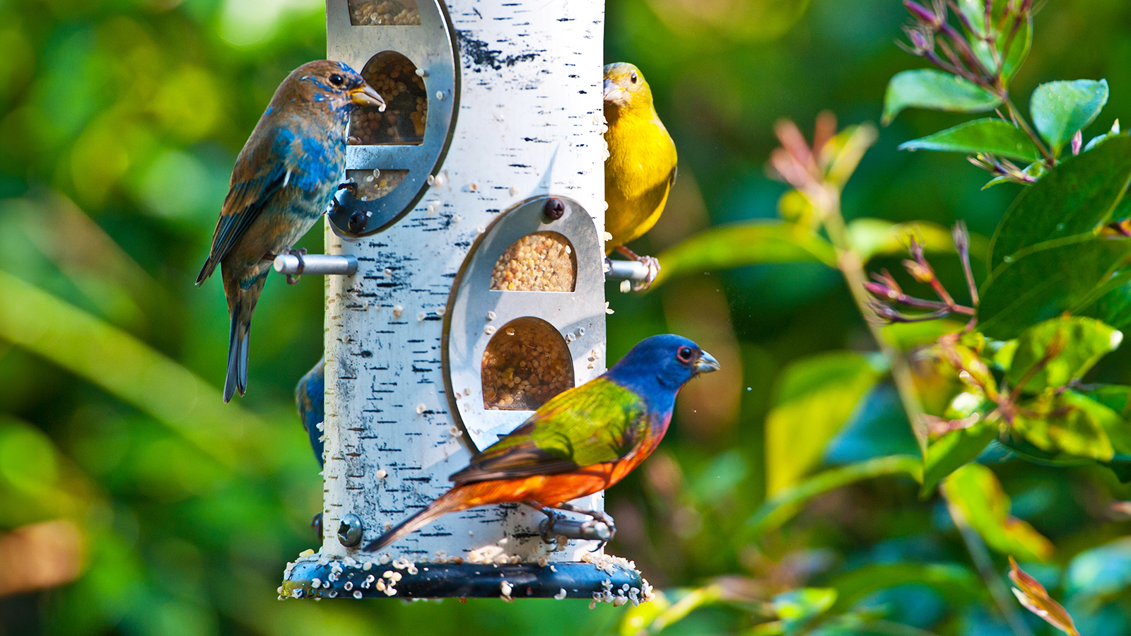 Buntings on bird feeder