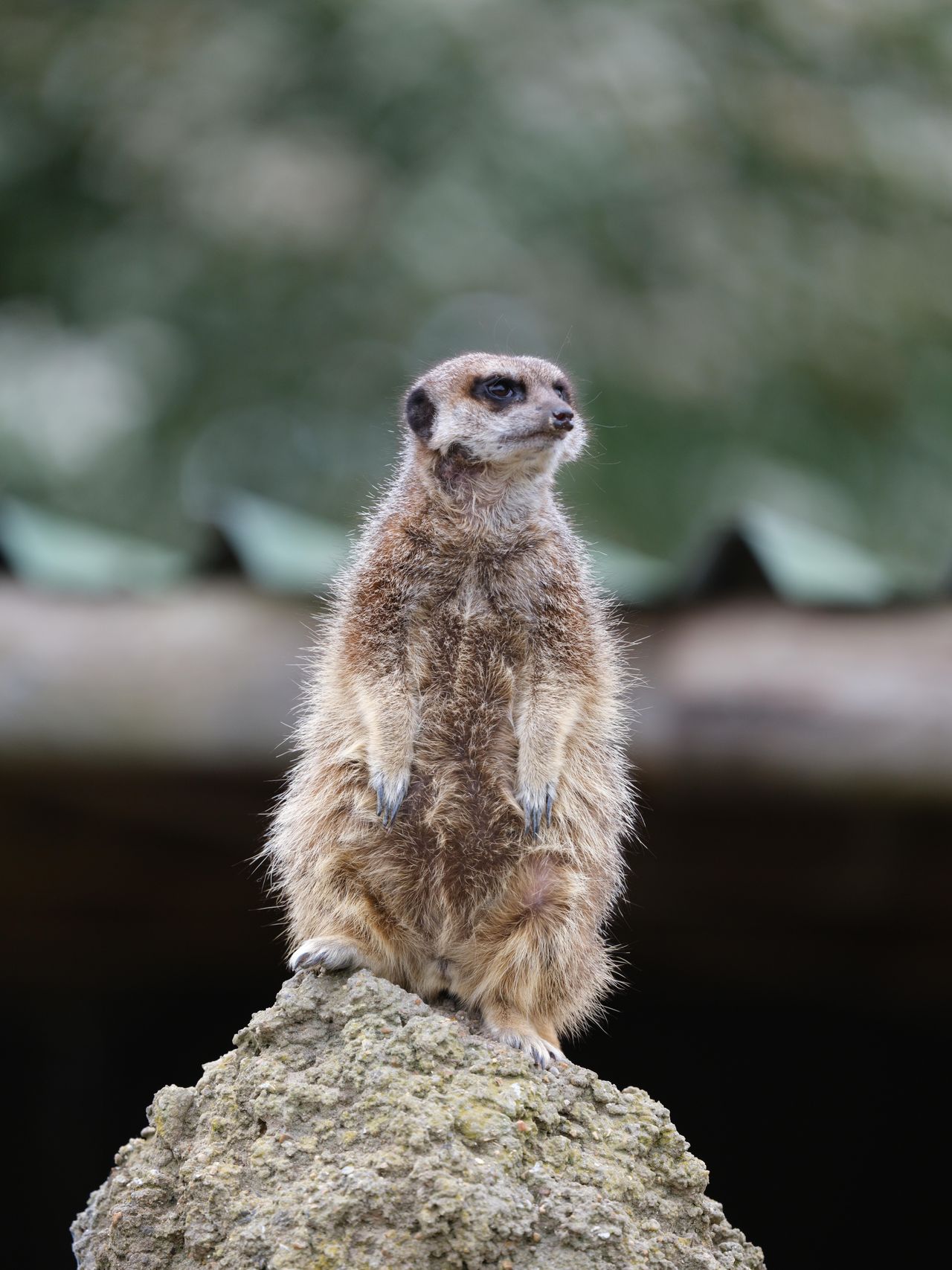 Portraits of animals shot on the Fujifilm GFX100S ii