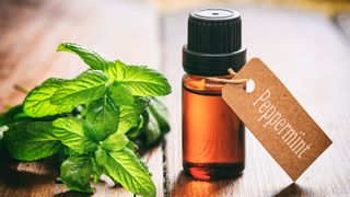 Peppermint essential oil in labeled bottle with fresh peppermint on the side