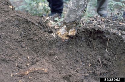 apple root rot