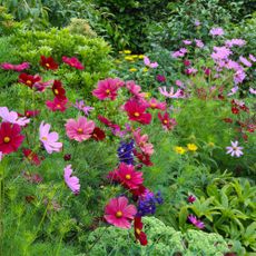 summer bedding plants