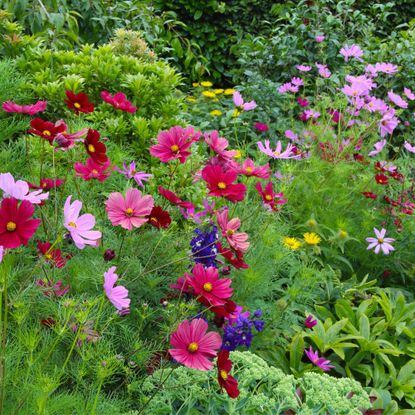 summer bedding plants