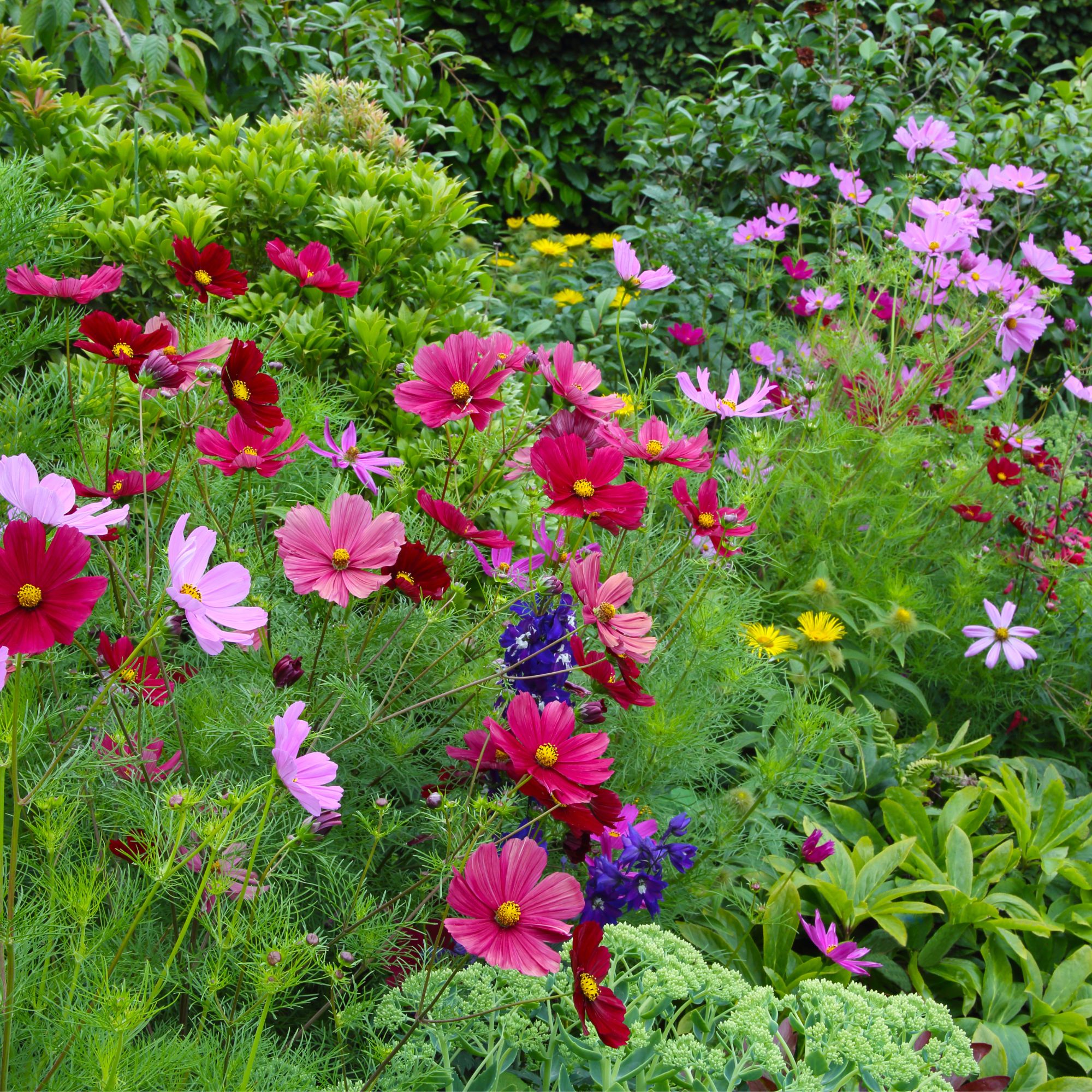 summer bedding plants