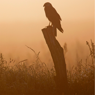 Marsh harrier