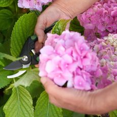 Gardener cutting hydrangea with secateurs outdoors, closeup - stock photo