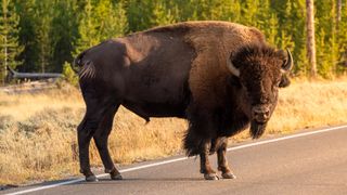 Bison on road at Yellowstone National Park