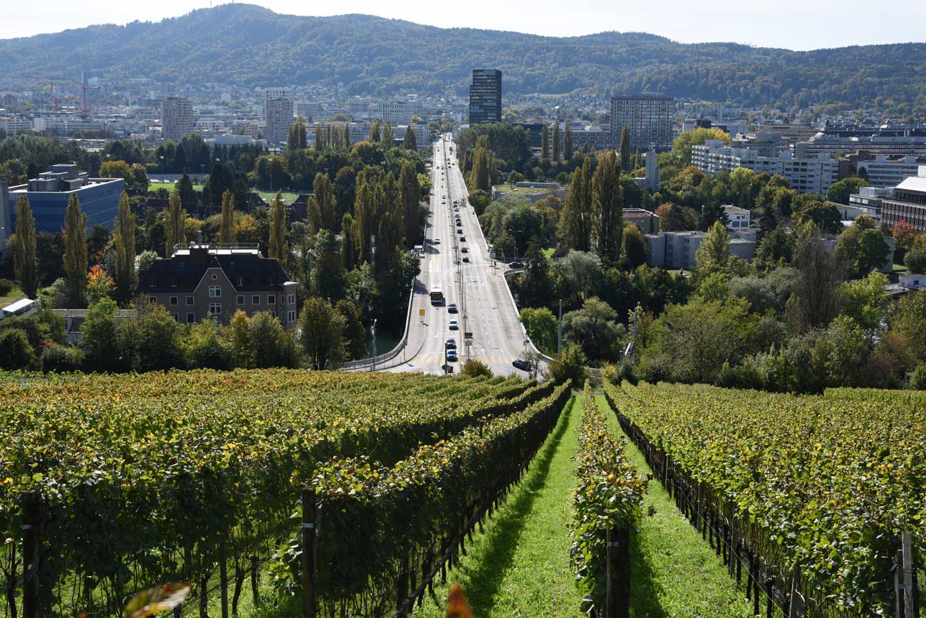 Vineyard scene looking towards the city of Z&amp;uuml;rich.