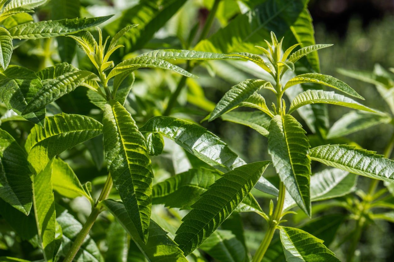 Lemon Verbena Plants