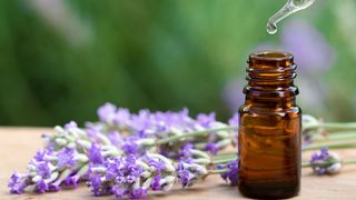 Image shows fresh bunches of lavender next to a brown bottle containing raw lavender essential oil