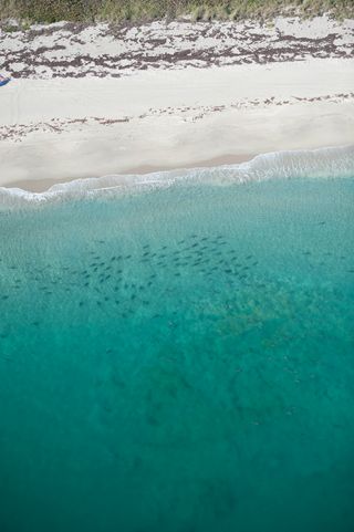 10,000 sharks may be "the tip of the iceberg" for a much larger colony, according to Stephen Kajiura, who conducts the annual shark survey.