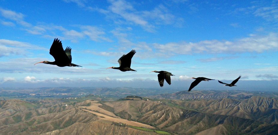 Birds flying in v-formation