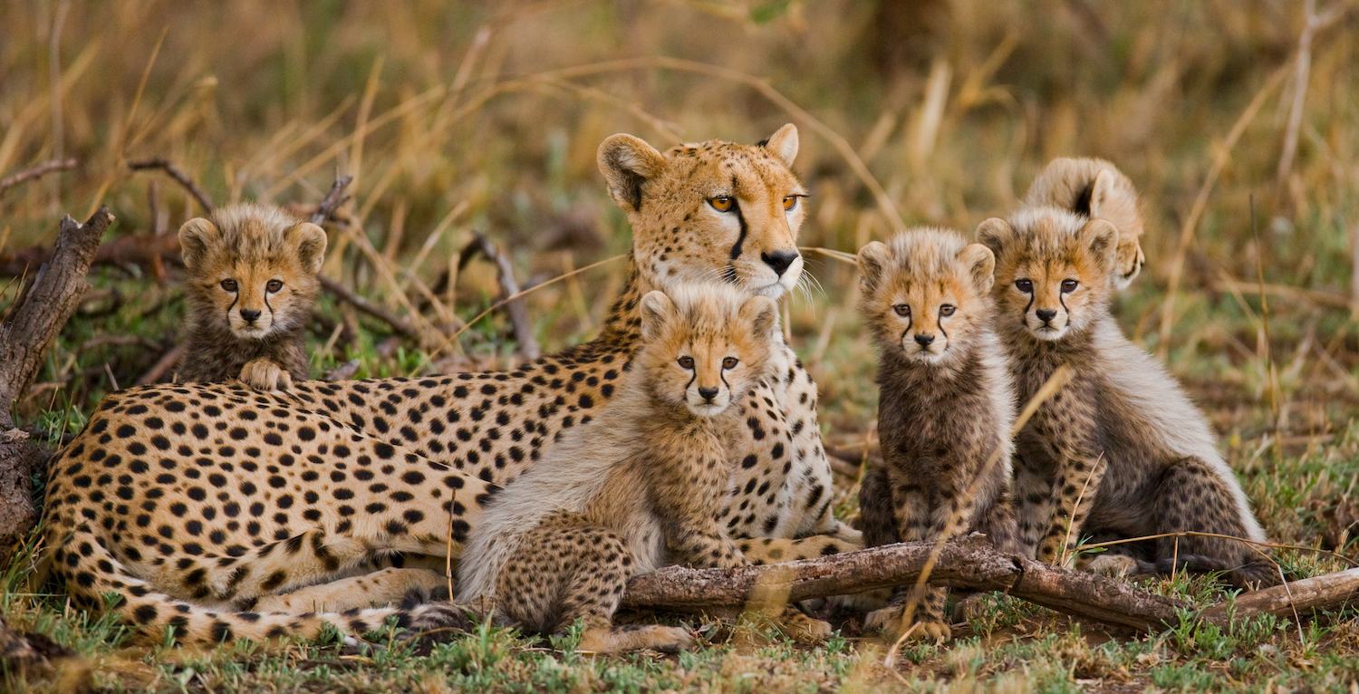 Cheetahs: The Fastest Land Animals | Live Science