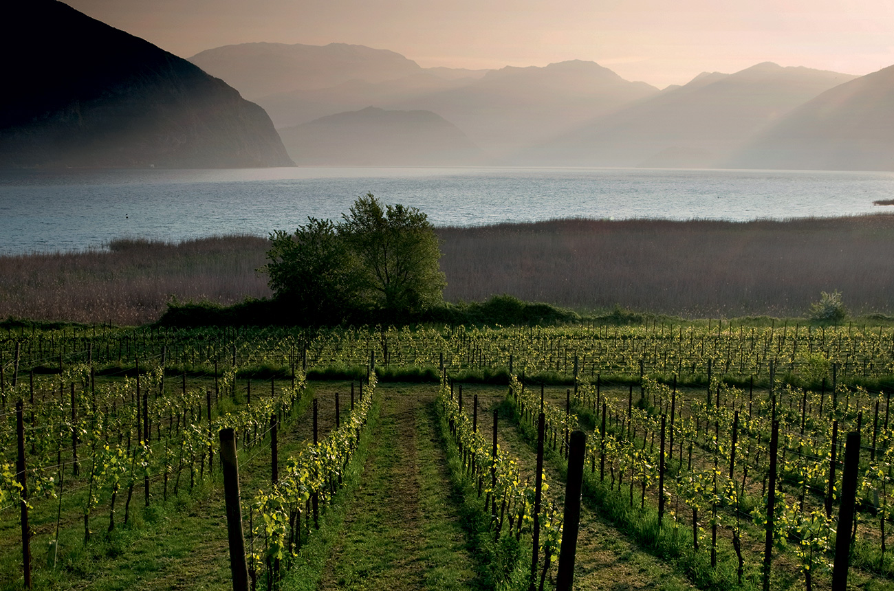 Franciacorta-landscape-01-vigneto-e-lago-FC089@ALDOPADOVAN.jpg