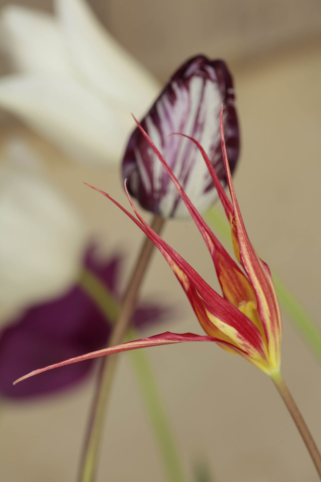 Tulip flowers in bottles