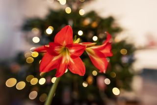 Amaryllis plant in front of a Christmas tree with lights