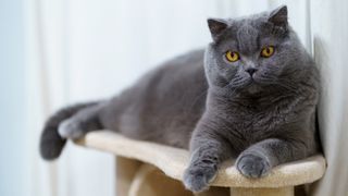 Cat sitting on a platform